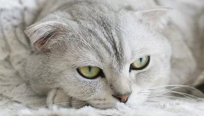 WTT总决赛 王曼昱4-0战胜陈熠晋级女单决赛