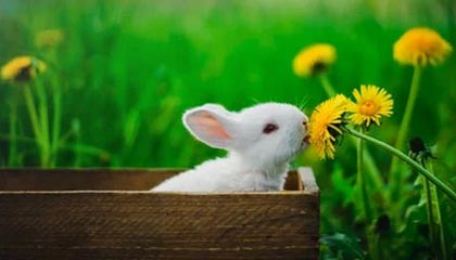 媒体人：丁彦雨航应该不会再打职业了 团队正在为他谋划未来方向